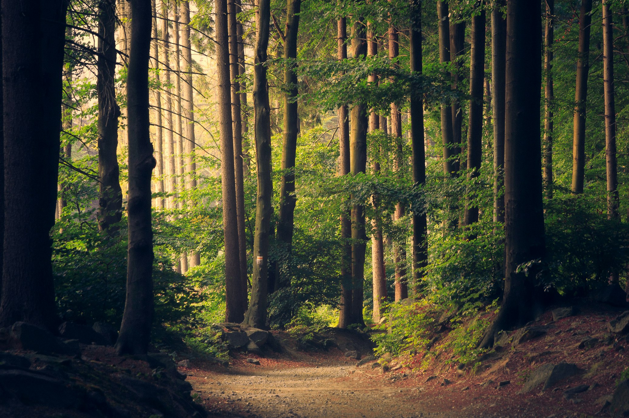 Serene natural landscape for mental wellness